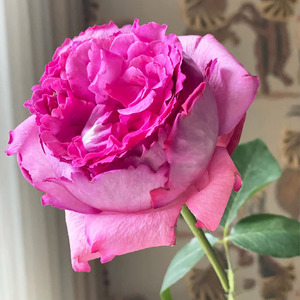 伊芙伯爵月季特大花浓香四季开花阳台庭院盆栽深粉色老玫瑰香灌木