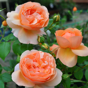 人间天堂月季花苗多季开花阳台庭院盆栽大花丰花灌木观花花卉欧月