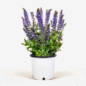 紫色花卉耐晒春夏季开花阳台室外庭院花期长多年生盆栽耐寒鼠尾草