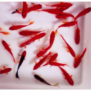 草金鱼苗 一斤红鱼观赏鱼苗淡水鱼好养活冷水鱼易饲养宠物鱼简单