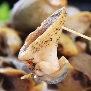 老婆脚假鲍鱼螺海鲜海蜗牛鲍螺鲜活速冻黄金鲍珍珠鲍贝类顺丰包邮