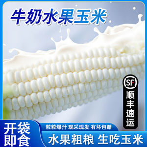 福建漳州爆汁牛奶水果玉米 新鲜冰糖甜玉米爆浆开袋即食可生吃6根
