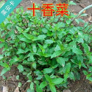 河南十香菜种籽种子食用鱼香草四季鱼香菜留兰香薄荷盆栽蔬菜孑
