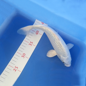 白金龙凤短尾招财转运观赏鱼锦鲤鱼苗冷水淡水金鱼缸日本德系活体