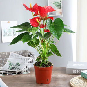 红掌盆栽红掌白掌盆栽植物室内花卉水培一帆风顺大盆水养绿植红