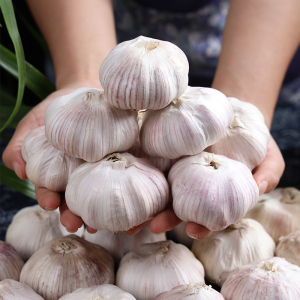 正宗紫皮5斤大蒜干大蒜头多瓣蒜新鲜新鲜蔬菜批发包邮