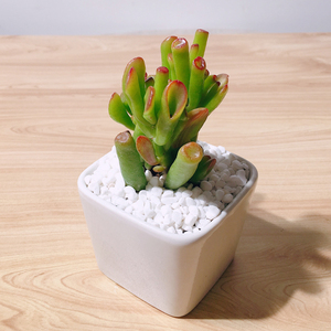 多肉植物吸财树