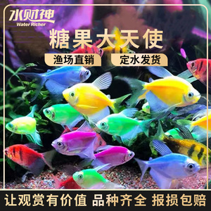 天使鱼活体观赏鱼大号五彩裙好养淡水群游荧光紫衣绿衣小型热带鱼