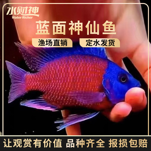 蓝面财神三湖慈鲷马鲷阿凡达火焰红阿里火鸟皇帝红宝石淡水鱼活体