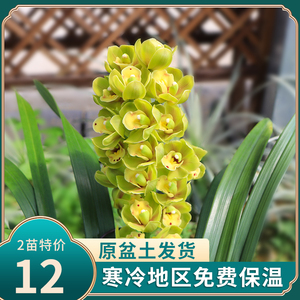 名贵兰草 绿宝石 墨兰盆栽室内四季开花花草植物好养浓香型兰花苗