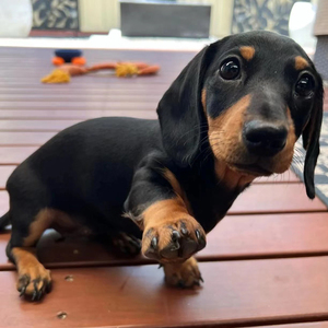 纯种腊肠犬活体小型犬铁包金短毛家养宠物狗幼崽好养活迷你袖珍犬