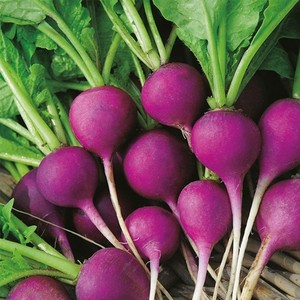 紫樱桃萝卜种子水果春秋樱桃萝卜菜籽四季种孑阳台盆栽蔬菜种籽