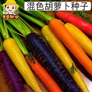 彩色胡萝卜种子高产四季阳台盆栽蔬菜种籽孑紫色红皮红心水果萝卜