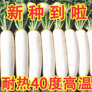 【耐高温40度】夏季白玉萝卜阳台抗热抗病高产大白萝卜种子耐抽苔