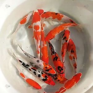 红鲤鱼三色长尾鱼苗镶玉乌金冷水锦鲤金乌金龙金红活体黄金观赏淡