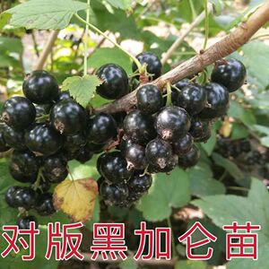 果树苗 黑加仑树苗 树葡萄苗 南北方种植 耐寒盆栽地栽  当年结果