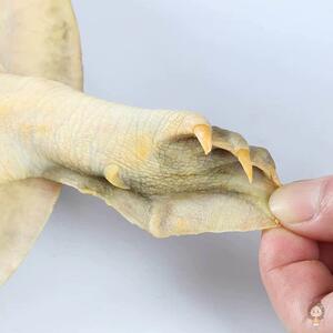 农家大甲鱼活体苗包邮王八海鲜活生态特产中华老鳖团水鱼新鲜土鳖