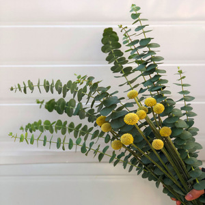 云南昆明基地直发尤加利叶鲜花混搭花束黄金球一扎10支办公室插花