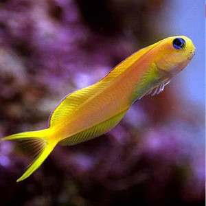 东非金蛟剪海水观赏鱼活体顺丰包活