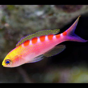 金虎纹宝石鱼海金鱼宝石鱼海水鱼海水观赏鱼水族宠物活体顺丰