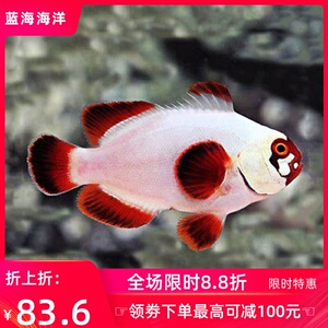 人工金砖透红小丑鱼海水观赏鱼