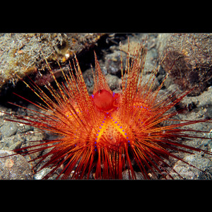 20型男宅董淘宝蓝礼服海胆 彩色海胆 短刺海胆活体海水鱼缸除藻生物