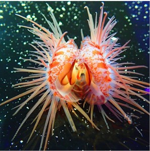 跳跳贝/印尼火焰贝海水观赏贝