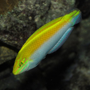 白肚黄龙鱼海水鱼隆头鱼海水观赏鱼海鱼活体水族宠物顺丰