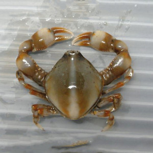 翻沙玉蟹