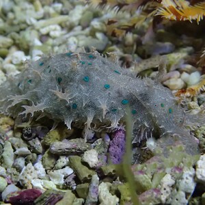 蓝点食苔海猪海水观赏鱼水族宠物活体顺丰
