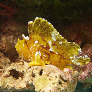 黄济公鱼壁鱼走路鱼海水观赏鱼水族宠物活体顺丰包活五脚虎