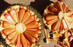 松塔网店摄影背景 淘宝拍照拍摄道具 松果干花 cuicui330824