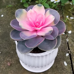 彩心莲多肉植物盆栽室内阳台绿植花卉四季好养易活批发多肉懒人花
