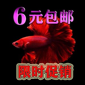 乖乖翔86淘宝泰国斗鱼苗半月将军大耳纯白巨苗搏击热带鱼金鱼活体
