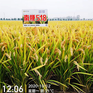 南粳518荃优53水稻种子高产杂交稻种籽高杆矮杆长粒香米优质稻谷