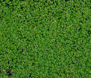 小叶浮萍包邮芝麻萍水草鱼缸鱼塘水养龟养鱼室外水池净化空气水质