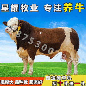 活牛出售小牛西门塔尔牛犊养殖技术肉牛犊活体黄牛母牛活苗牛犊子