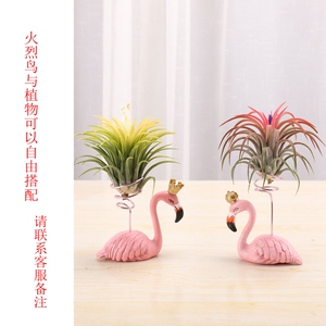 空气凤梨无土植物火烈鸟创意家具摆件支架室内盆栽绿植净化空气