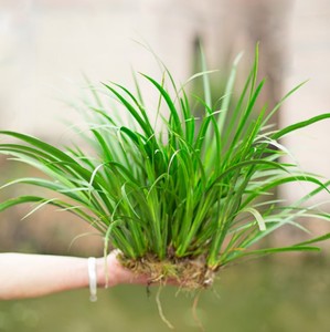 水培石菖蒲水剑草挺水植物龟缸过滤造景绿植办公室盆栽庭院