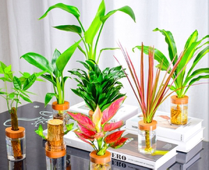 富贵竹水养绿植室内发财树开运观音盆栽竹水培花卉招财植物室内花