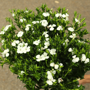 相思梅鲜花 云南直发青梅紫色梅花家用 水养真花斗南基地鲜切花