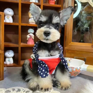 雪纳瑞幼犬活体纯种飞耳小体椒盐黑银白不掉毛的宠物狗狗韩系迷你