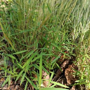 462人付款天猫野生金丝草 黄毛草 笔子草 猫尾草 笔尾草金丝茅竹蒿草