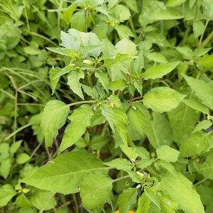 野生打扑草种子水灯笼草荷卜草打额泡天泡果响铃子母炮草心不干草