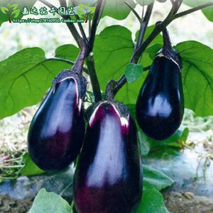 紫罐茄种子苗 早罐茄子种籽 春季庭院阳台盆栽农家茄果瓜果蔬菜苗
