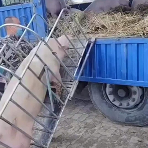 尤穗抓猪笼子一体装猪笼拉母猪转运称重装车卖猪用猪笼子猪栏推车