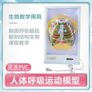 呼吸运动的模型
