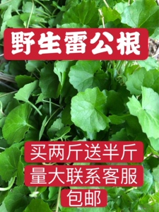 野生新鲜雷公根500克 下单现采 崩大碗 马蹄草 灯盏菜 积雪草