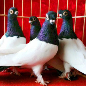 纯种活体两头乌两头红新疆乌观赏鸽子宠物鸽青年种鸽公母一对包活