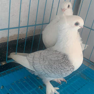 观赏鸽精品淑女鸽子生态喂养活体宠物青年鸽种鸽一对一公一母包活